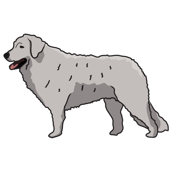 Signmission Kuvaszok Dog Decal, Dog Lover Decor Vinyl Sticker D-12-Kuvaszok - main